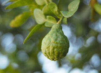 Na co jest bergamotka?