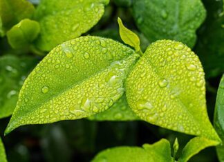 Czy w domach w Wenecji jest wilgoć?