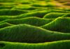 Czy algi produkują tlen? Czy algi produkują tlen?