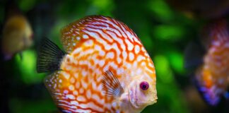 Dlaczego woda w akwarium śmierdzi?