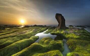 Co zrobić żeby nie mieć glonów w akwarium?