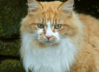 Czym się bawią 4 latki?