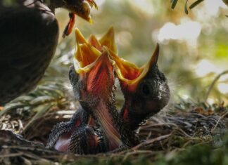 Jak karmić dziecko które nie siedzi?