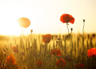 Co można dać zamiast mąki ziemniaczanej?