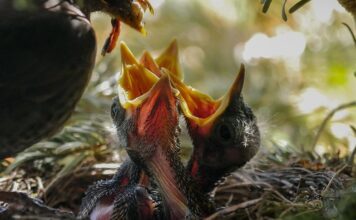 W jakiej pozycji karmić 5 miesięczne dziecko?