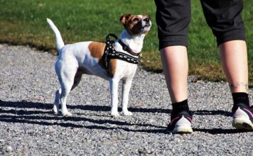 Jakie adidasy do szerokich spodni?