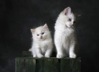 Jak powstała Kicia Kocia?